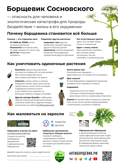 листовка про борщевик сосновского - объявление - инфографика